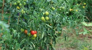 Jak si vybrat nejlepší odrůdy rajčat pro skleníky bez sevření